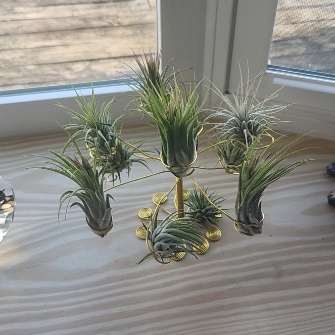 Photo of the plant species Tillandsia ionantha 'Scaposa' by @AngelChainplant named Gregarious on Greg, the plant care app