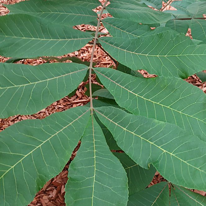 Photo of the plant species Bitternut Hickory by @GemDeathcap15 named Rosa on Greg, the plant care app