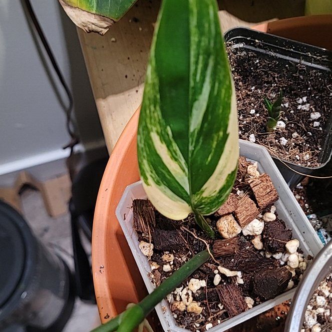 Photo of the plant species Satin Pothos spp. by @gummiefrog named Scindapsus (???) Varigated on Greg, the plant care app