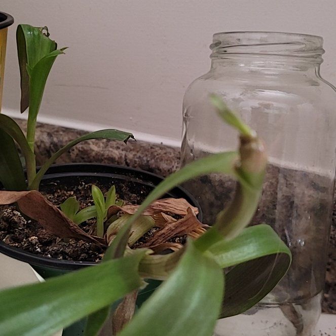 Photo of the plant species Pale Puma by @gummiefrog named IV tradescantia on Greg, the plant care app