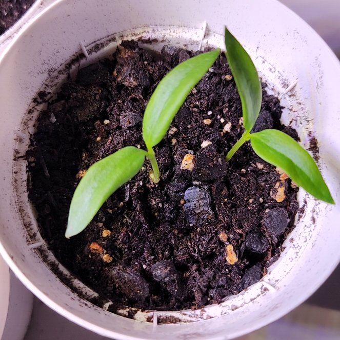 Photo of the plant species California Wonder Bell Pepper by @BentonBlackbent named Fernie Saunders on Greg, the plant care app