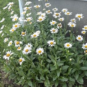 Photo of the plant species Max Chrysanthemum by @HotDeathcap81 named Curie on Greg, the plant care app