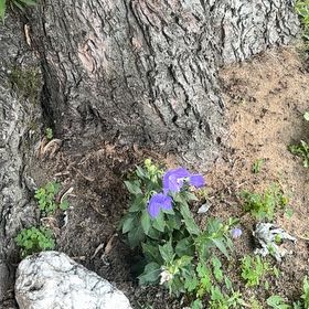 Photo of the plant species Balloon-Flower by @HotDeathcap81 named Girlfrond on Greg, the plant care app