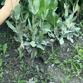 Photo of the plant species Rose Campion by @HotDeathcap81 named Sage on Greg, the plant care app