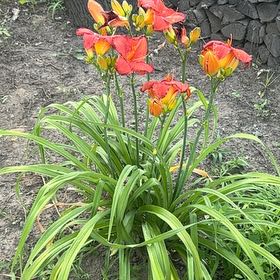 Photo of the plant species Orange Daylily by @HotDeathcap81 named Einstein on Greg, the plant care app