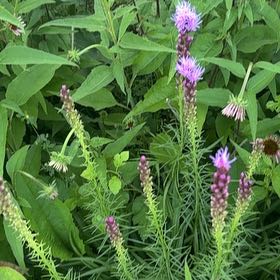Photo of the plant species Dense Blazing Star by @HotDeathcap81 named Foxxy on Greg, the plant care app
