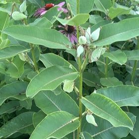 Photo of the plant species Common Milkweed by @HotDeathcap81 named Taylor Swift on Greg, the plant care app