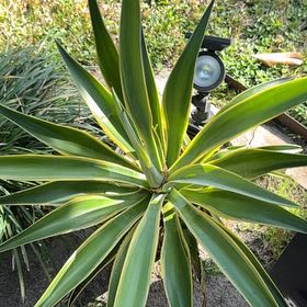 Photo of the plant species Twistleaf Yucca by @PeakRhodora46 named Ulysses S Plant on Greg, the plant care app