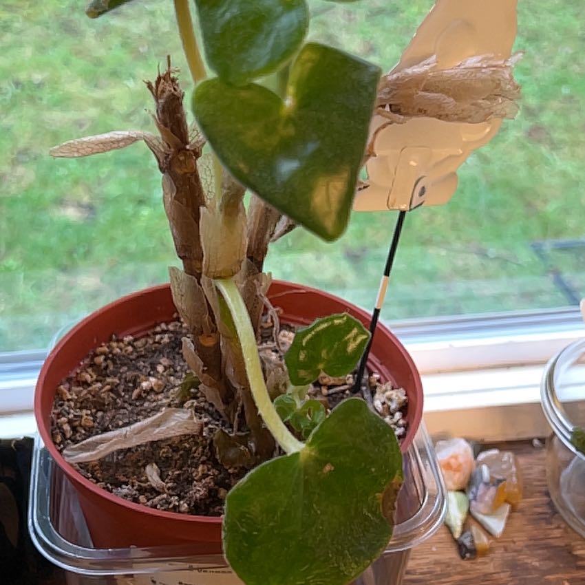 Photo of the plant species Begonia venosa by @TrueYuzu20 named Trish on Greg, the plant care app