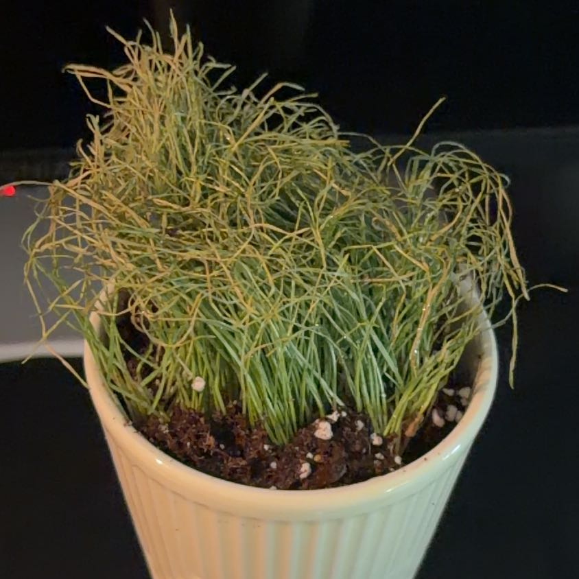 Photo of the plant species cat grass by @TrueYuzu20 named Treeyoncé on Greg, the plant care app