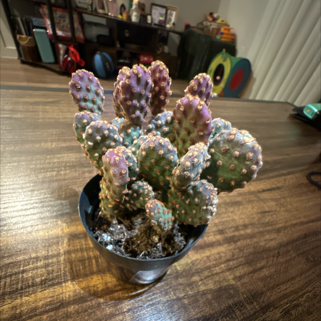 Photo of the plant species optunia cactus by @ZanyAlula43 named Sproutacus on Greg, the plant care app