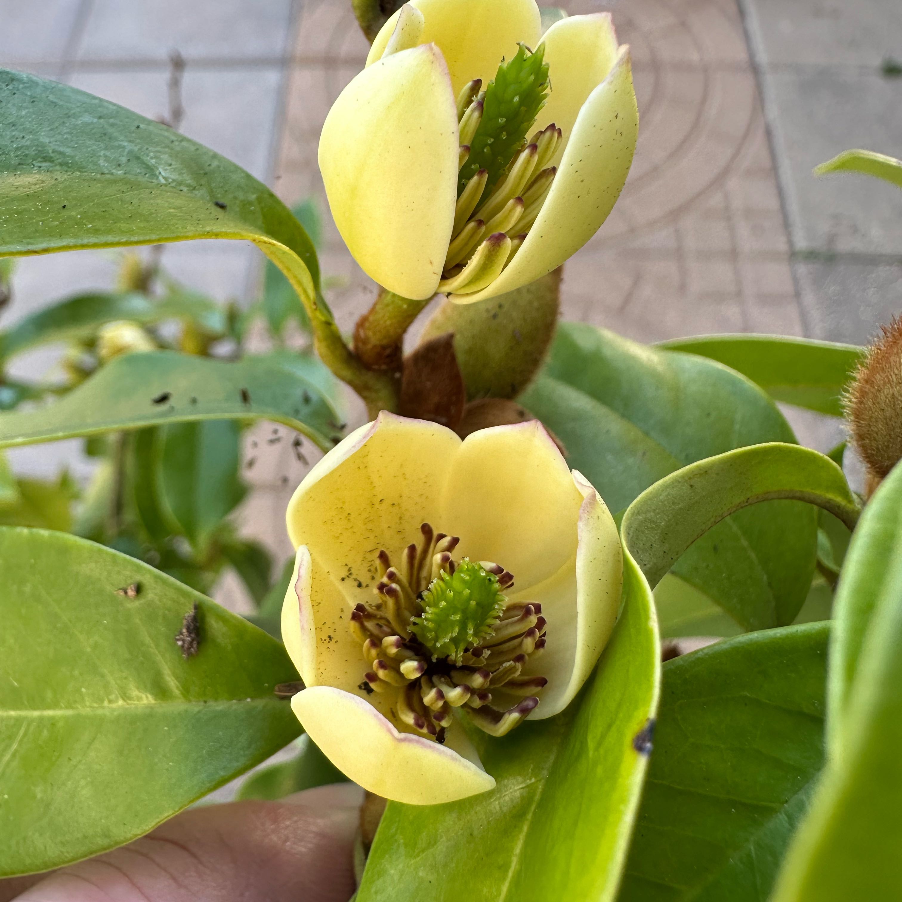 Photo of the plant species Banana shrub by @SharpFittonia95 named Rainier on Greg, the plant care app