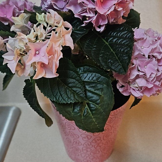 Photo of the plant species June Pink Hydrangea by @QuietNapaea27 named Pinky on Greg, the plant care app