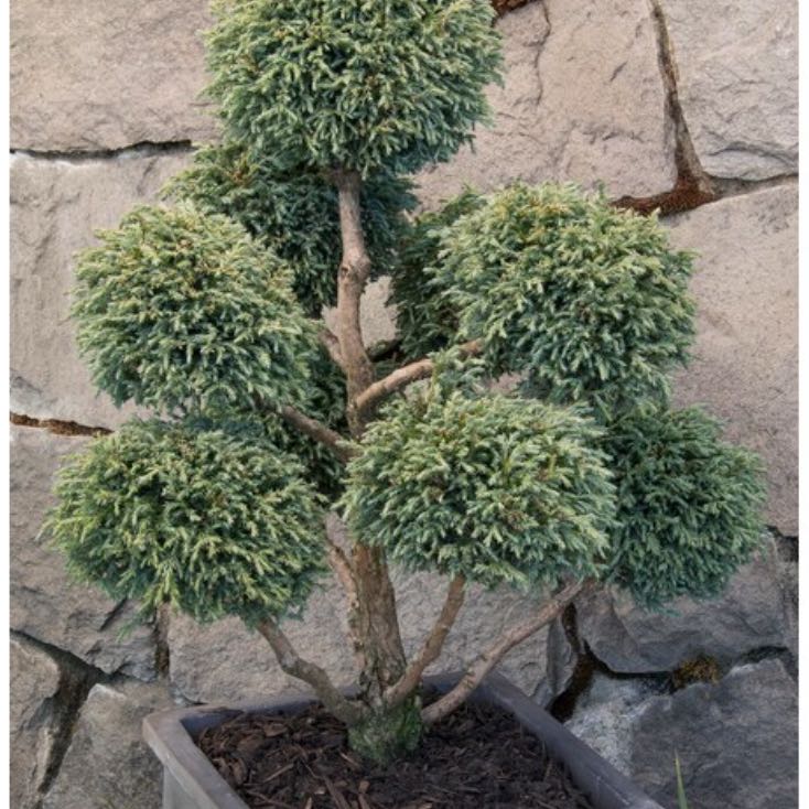 Photo of the plant species Dwarf Blue Sawara Cypress by @LovelyMoonglow named Spike Leaves on Greg, the plant care app