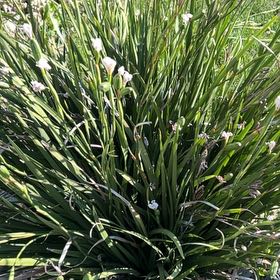 Photo of the plant species Fairy Iris by @Shawneenative named Bella on Greg, the plant care app