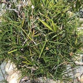 Photo of the plant species Chufa by @Shawneenative named Homer on Greg, the plant care app