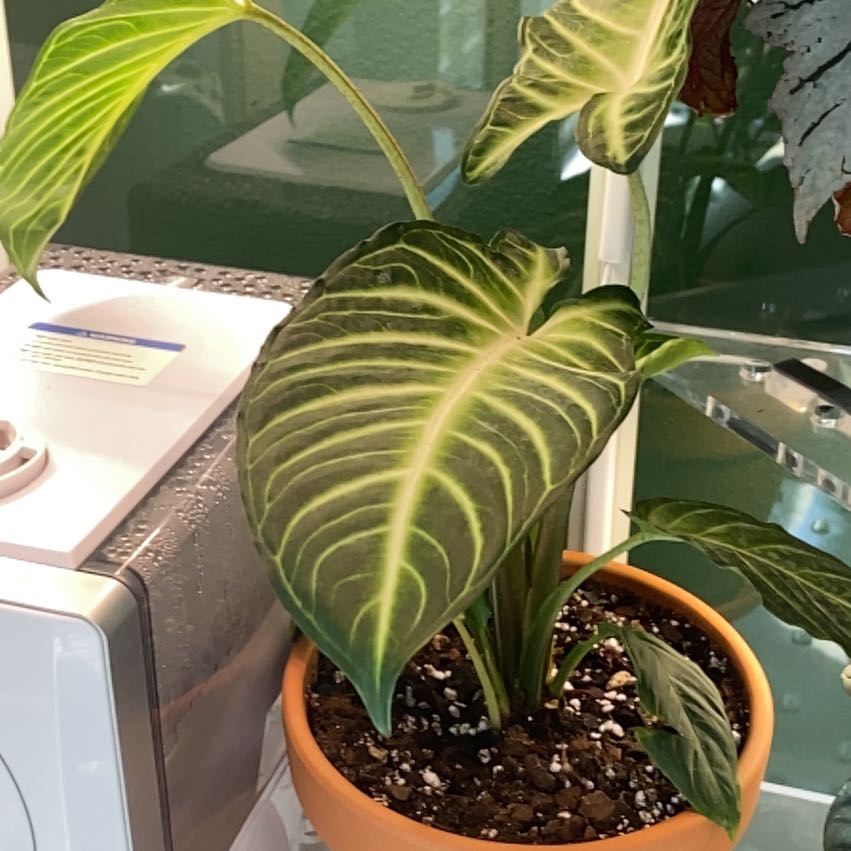 Xanthosoma Angel wings plant in a pot with vibrant green leaves and prominent veins.