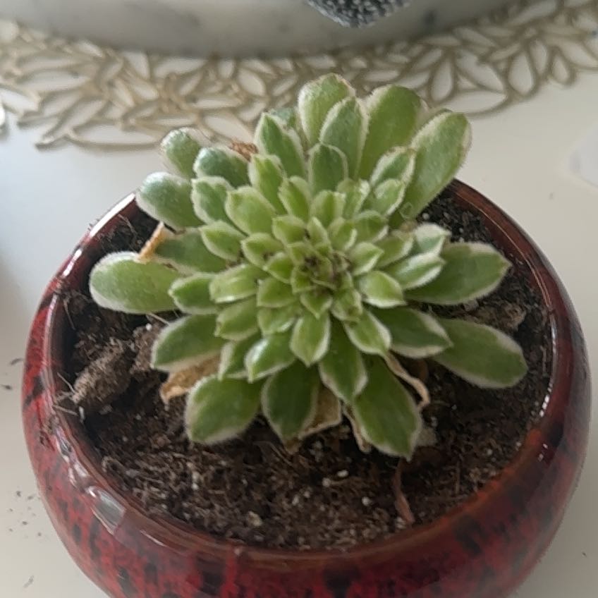 Photo of the plant species Aeonium 'Emerald Ice' by @SuitableMira named Bruce Lee on Greg, the plant care app