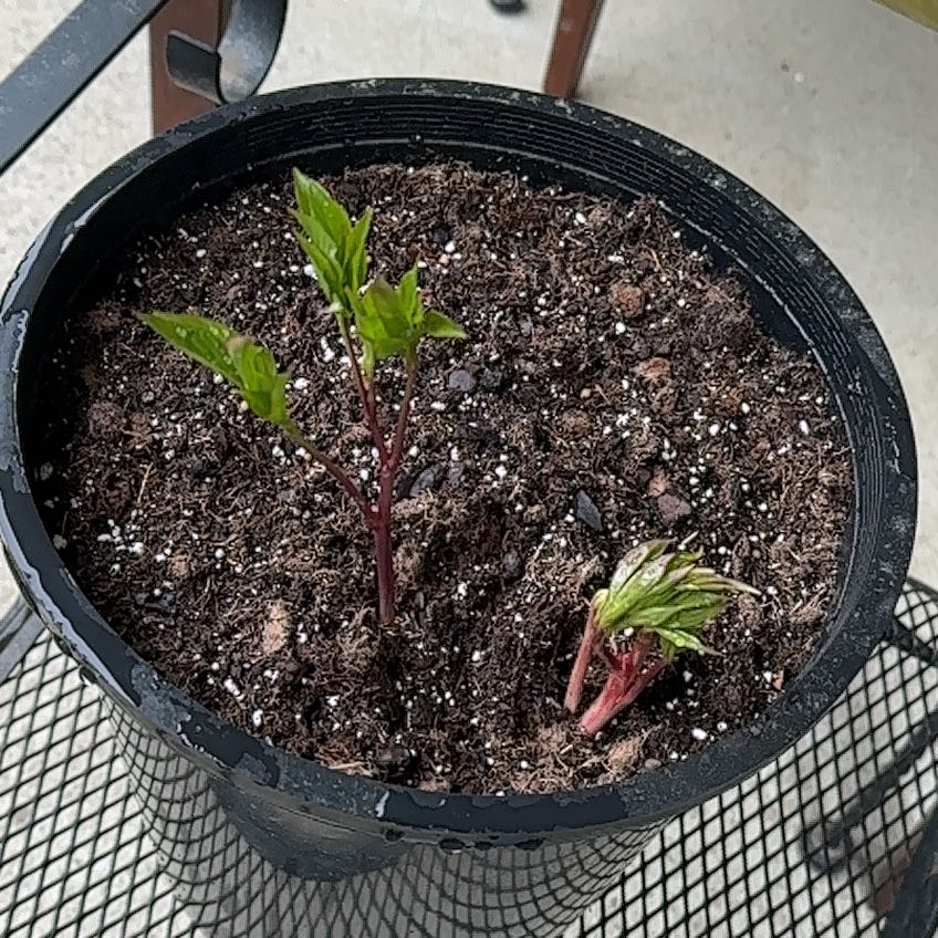 Photo of the plant species Peony 'Karl Rosenfeld' by @RadHopsedge73 named Lola on Greg, the plant care app