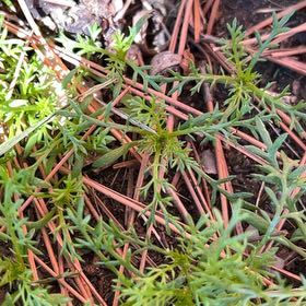 Photo of the plant species Scentless Mayweed by @TunefulMelittis named Pax on Greg, the plant care app