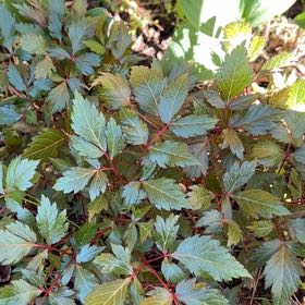 Photo of the plant species Yellowroot by @TunefulMelittis named Kylie on Greg, the plant care app