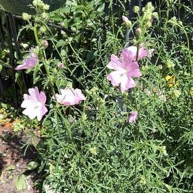 Photo of the plant species Musk Mallow by @TunefulMelittis named Gregarious on Greg, the plant care app