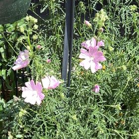 Photo of the plant species Musk Mallow by @TunefulMelittis named Madonna on Greg, the plant care app