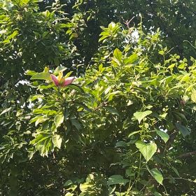 Photo of the plant species Crossberry by @TunefulMelittis named Miley on Greg, the plant care app