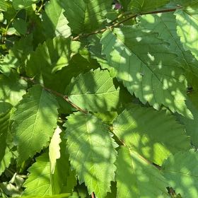 Photo of the plant species Japanese Zelkova by @TunefulMelittis named Nemo on Greg, the plant care app