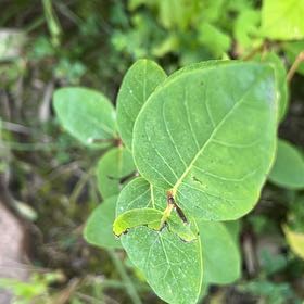 Photo of the plant species Coco Plum by @TunefulMelittis named Leaf Erickson on Greg, the plant care app