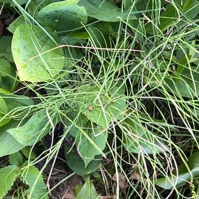 Photo of the plant species Blue-Hyacinth by @TunefulMelittis named Orwell on Greg, the plant care app
