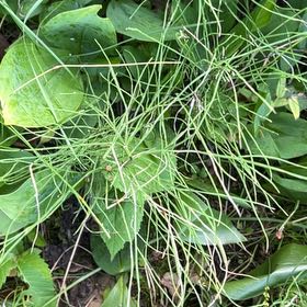 Photo of the plant species Yerba Mansa by @TunefulMelittis named Beckham on Greg, the plant care app