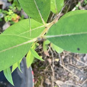 Photo of the plant species Indian Hemp by @TunefulMelittis named Peter Parker on Greg, the plant care app