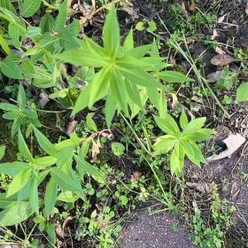 Photo of the plant species Western Red Lily by @TunefulMelittis named Spike Leaves on Greg, the plant care app