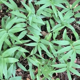 Photo of the plant species False Solomon's Seal by @TunefulMelittis named Sproutacus on Greg, the plant care app