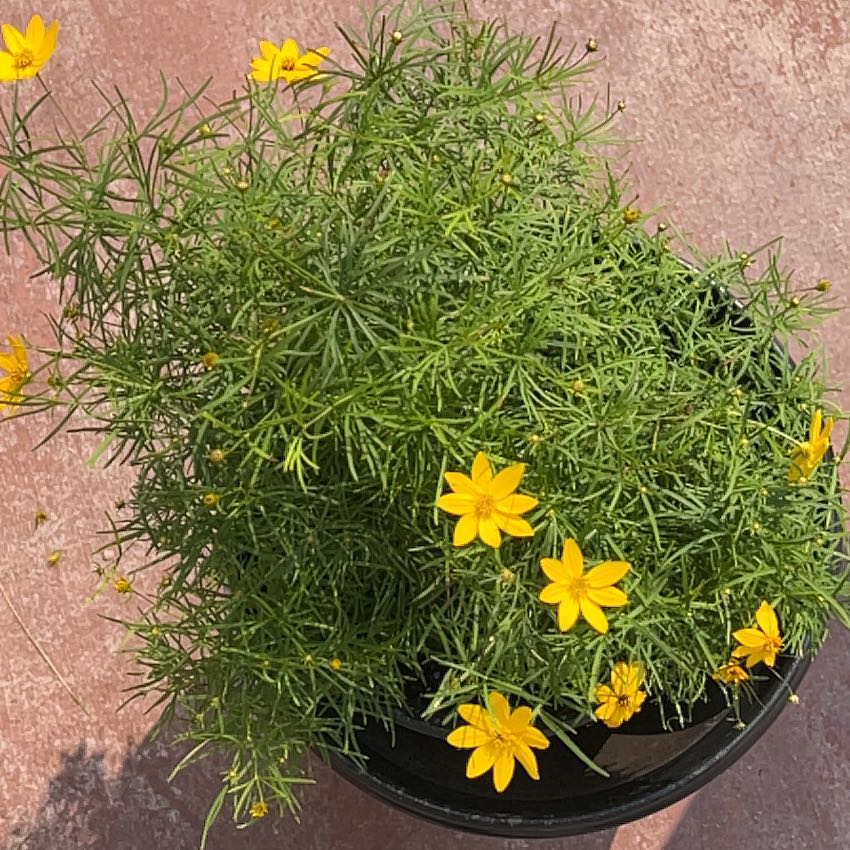 Photo of the plant species Whorled Tickseed by @TunefulMelittis named Elle on Greg, the plant care app