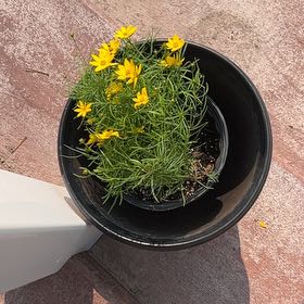 Photo of the plant species American Sneezeweed by @TunefulMelittis named Sproutacus on Greg, the plant care app