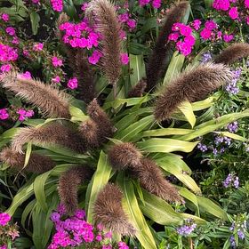 Photo of the plant species Pride of Madeira by @TunefulMelittis named Messi on Greg, the plant care app