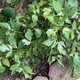Photo of the plant species Yellowroot by @TunefulMelittis named Apollo on Greg, the plant care app