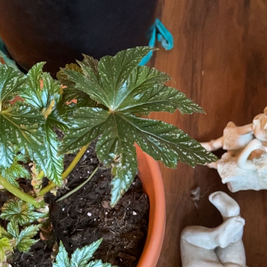 Photo of the plant species Castor Bean by @TunefulMelittis named Gregarious on Greg, the plant care app