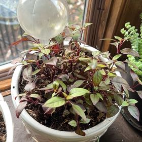 Photo of the plant species Brazilian Joyweed by @TunefulMelittis named Leaf Erickson on Greg, the plant care app