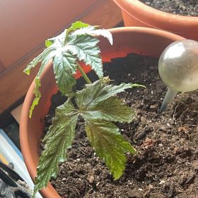 Photo of the plant species Castor Bean by @TunefulMelittis named Queen on Greg, the plant care app