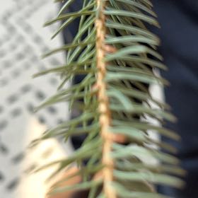 Photo of the plant species Picea glauca by @TunefulMelittis named Harmony on Greg, the plant care app