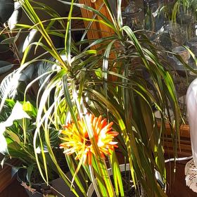 Photo of the plant species Screw Pine by @TunefulMelittis named Robert Plant on Greg, the plant care app