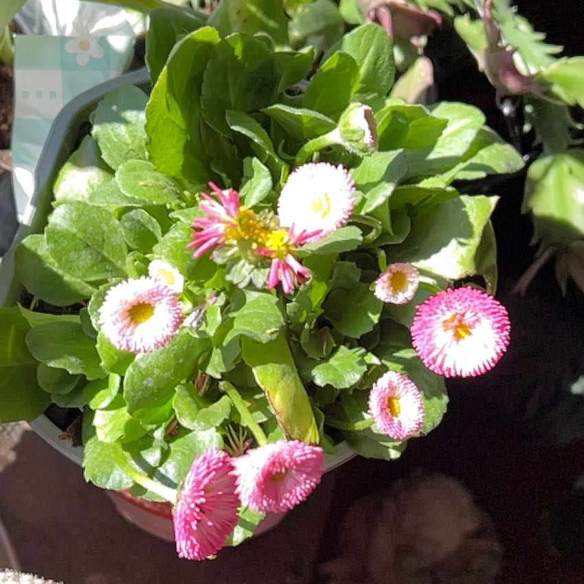 Photo of the plant species Daisy by @TunefulMelittis named Prince on Greg, the plant care app