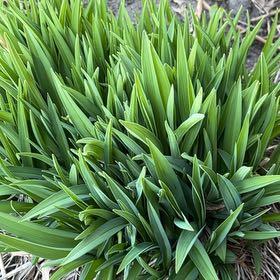 Photo of the plant species Wild Ramp by @TunefulMelittis named Pax on Greg, the plant care app