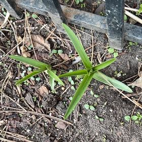Photo of the plant species St. Augustine Grass by @TunefulMelittis named Gomez on Greg, the plant care app