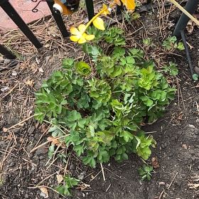 Photo of the plant species Colorado Blue Columbine by @TunefulMelittis named Winston on Greg, the plant care app