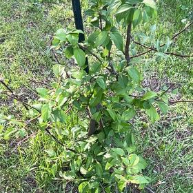 Photo of the plant species Common Buckthorn by @TunefulMelittis named Lavender on Greg, the plant care app