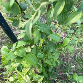 Photo of the plant species Lonicera Japonica by @TunefulMelittis named Kendall on Greg, the plant care app
